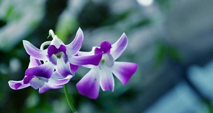 兰花的花语是什么？兰花寓意有哪些常见问题解答？
