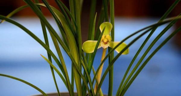 兰花的花语是什么？兰花寓意有哪些常见问题解答？
