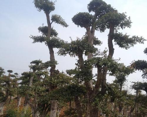 刺冬青又叫什么树？它有哪些别名和特性？