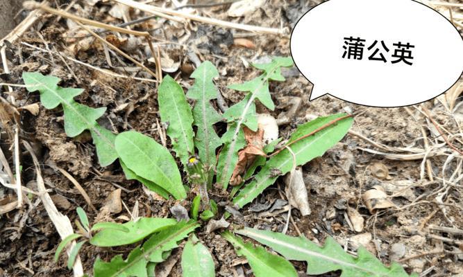 刺儿菜的功效与作用是什么？如何正确使用刺儿菜？
