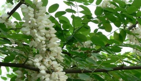 刺槐花期持续多久？如何延长花期？