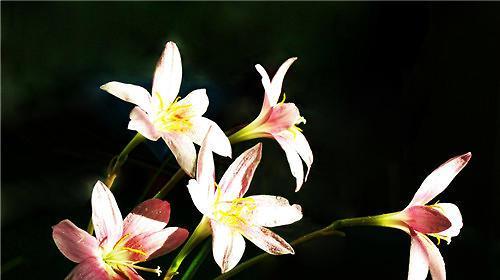 兰花花语象征与寓意是什么？如何理解兰花的深层含义？