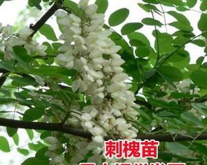 刺槐可以嫁接什么树？嫁接方法和注意事项是什么？