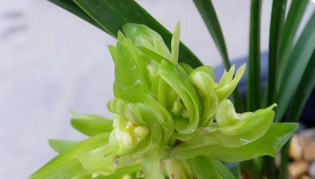 兰花的寓意是什么？兰花代表的含义有哪些？