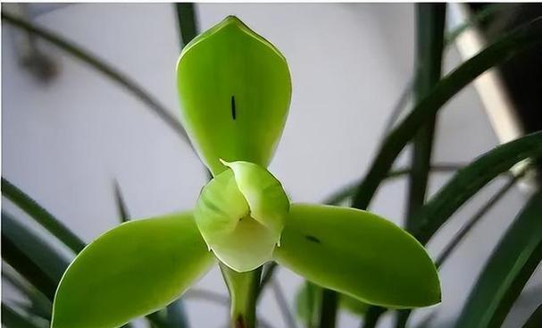 兰花的寓意是什么？兰花代表的含义有哪些？
