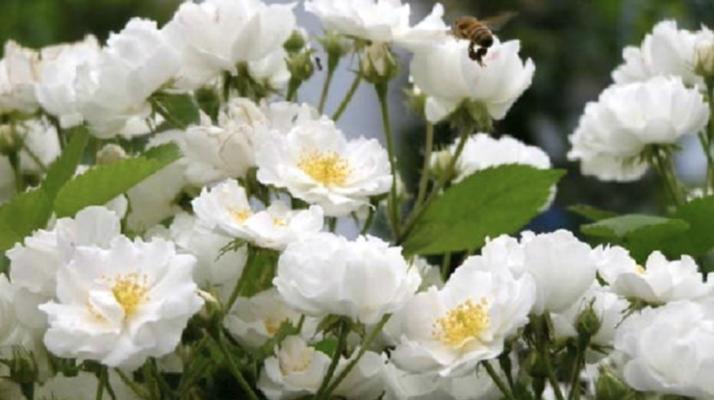 蓝桉的花语是什么意思？蓝桉花象征着什么？