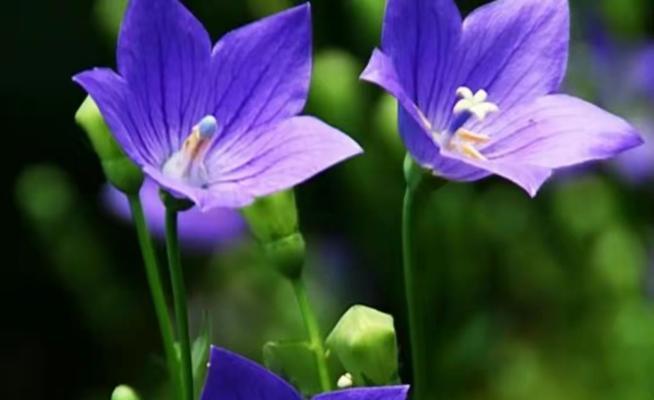 蓝桉的花语是什么意思？蓝桉花象征着什么？