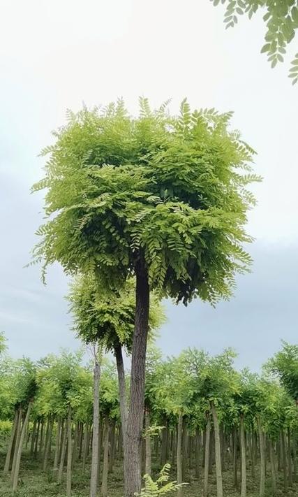 刺槐是什么植物？刺槐的特性与常见问题解答？