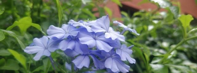 蓝花丹的花语是什么？如何正确解读蓝花丹的含义？