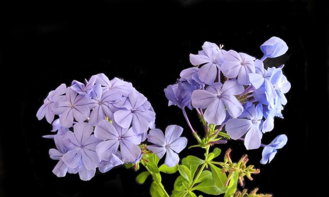 蓝花丹的花语是什么？如何正确解读蓝花丹的含义？