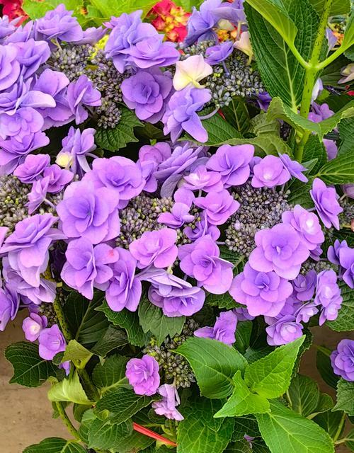 蓝花丹的花语是什么？如何正确解读蓝花丹的含义？