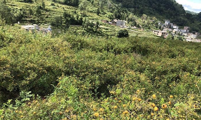刺梨产地在哪里？刺梨的主要产地有哪些？