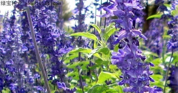 蓝花鼠尾草花语是什么？它的含义有哪些？
