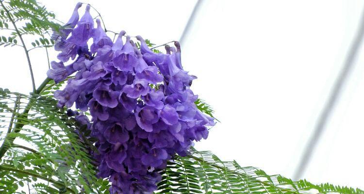蓝花楹的花语是什么？如何用蓝花楹表达情感？