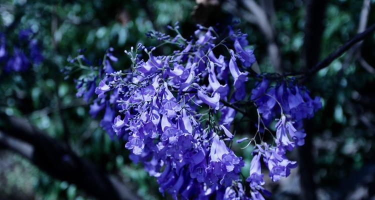 蓝花楹花语是什么？如何理解蓝花楹的象征意义？