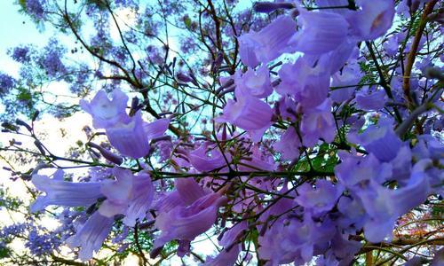 蓝花楹花语是什么？如何理解蓝花楹的象征意义？