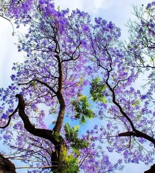 蓝花楹花语是什么？如何理解蓝花楹的象征意义？