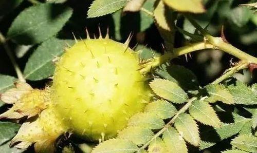 刺梨几年结果实种几年可以结果？种植刺梨的正确时间与结果周期是什么？