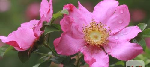 刺梨几年开花结果？如何促进刺梨更快结果？