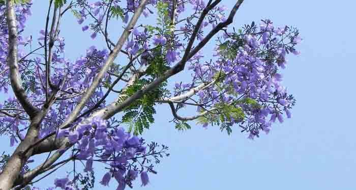 蓝花楹花语是什么意思？如何理解蓝花楹的象征意义？
