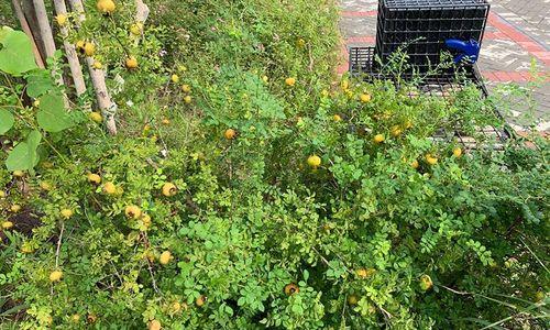 刺梨几年开花结果？如何促进刺梨更快结果？