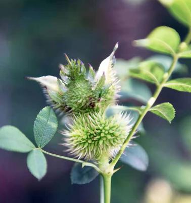 刺梨几年开花结果？如何促进刺梨更快结果？