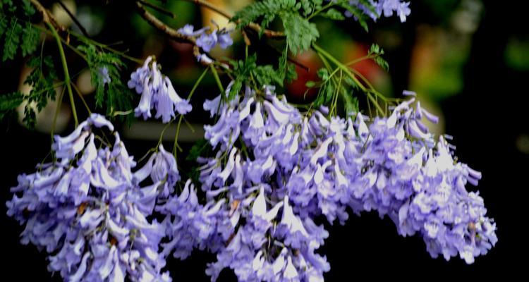蓝花楹花语寓意是什么？如何理解蓝花楹的象征意义？