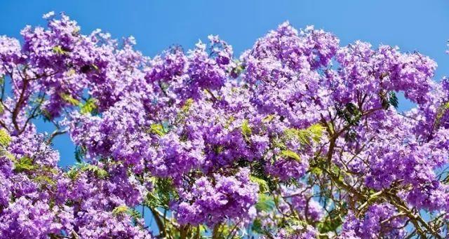 蓝花楹花语寓意是什么？如何理解蓝花楹的象征意义？