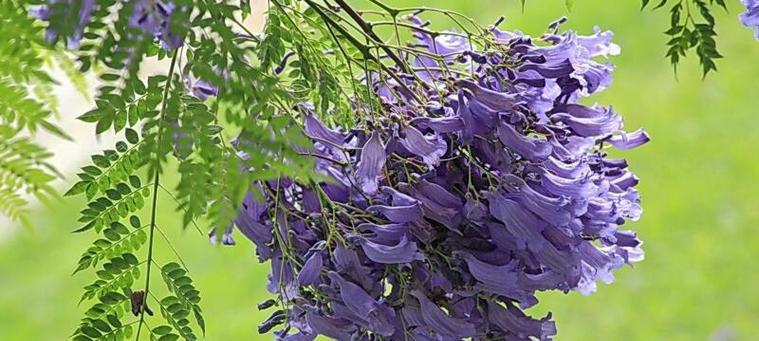 蓝花楹花语寓意是什么？如何理解蓝花楹的象征意义？
