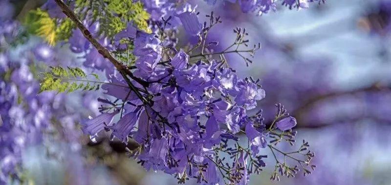 蓝花楹象征着什么？蓝花楹的花语和文化意义是什么？