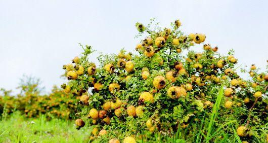 刺梨什么时候成熟采摘？成熟期是几月份？