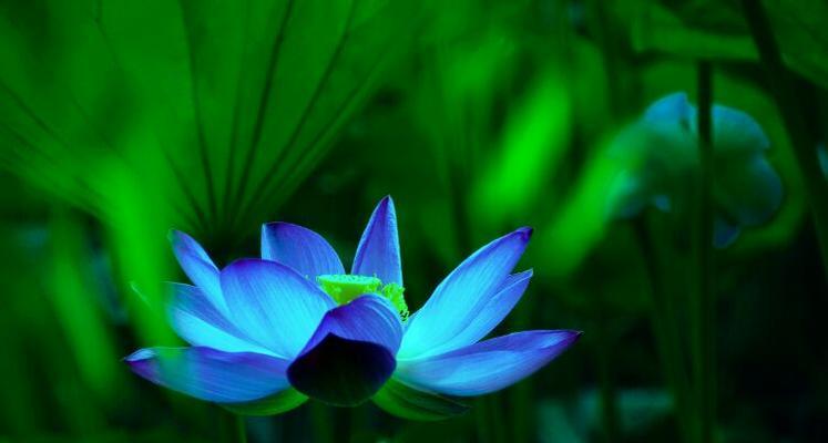 蓝莲花代表什么意思？蓝莲花的象征意义有哪些？