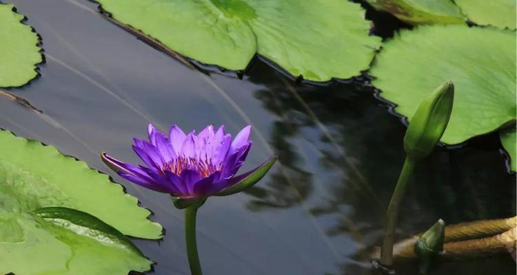 蓝莲花代表什么意思？蓝莲花的象征意义有哪些？