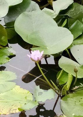 蓝莲花代表什么含义？蓝莲花花语有哪些常见误解？