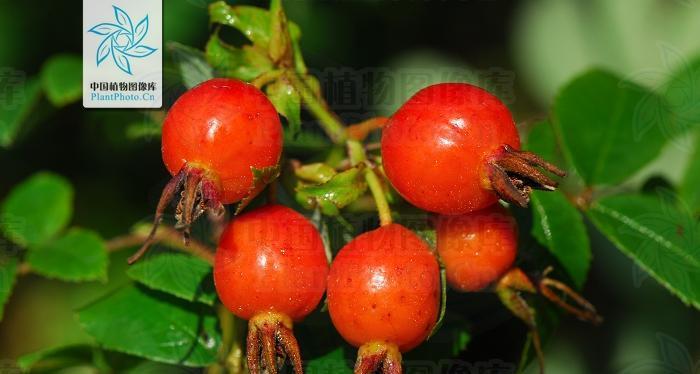 刺玫果的功效与作用是什么？如何正确使用刺玫果？