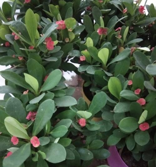刺梅不开花怎么办？如何解决刺梅不开花的问题？