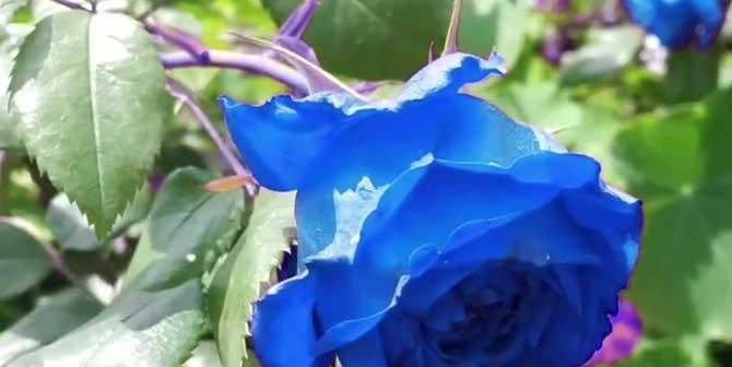 蓝玫瑰的花语是什么？蓝色玫瑰代表什么含义？