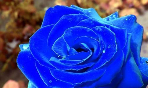 蓝玫瑰的花语是什么？蓝色玫瑰代表什么含义？