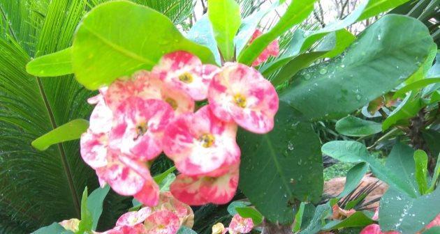刺梅不开花怎么办？如何解决刺梅不开花的问题？