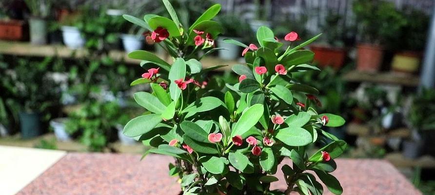 刺梅不开花怎么办？如何解决刺梅不开花的问题？