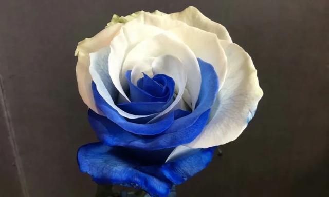蓝玫瑰代表什么含义？花语背后的秘密是什么？