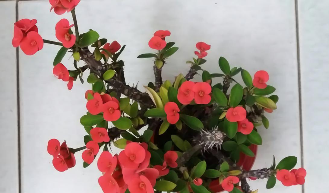 刺梅多久浇一次水？如何正确浇水以保持健康生长？