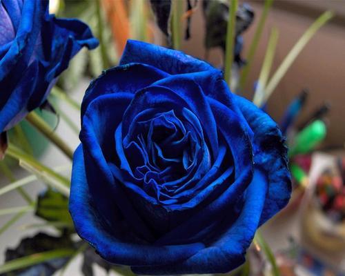 蓝玫瑰花语是什么意思？为什么被称为神秘之花？