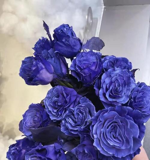 蓝玫瑰花语代表什么含义？如何正确解读蓝玫瑰的花语？