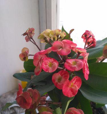 刺梅花家里养风水好吗？家养刺梅有哪些禁忌？