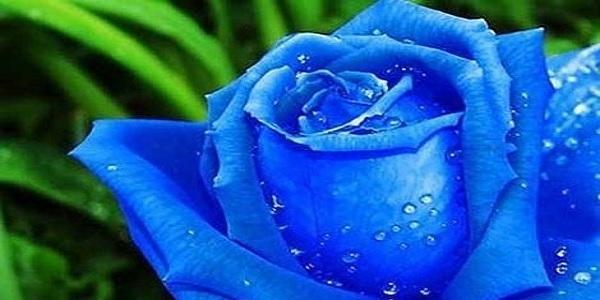 蓝玫瑰花语代表什么含义？如何正确解读蓝玫瑰的花语？