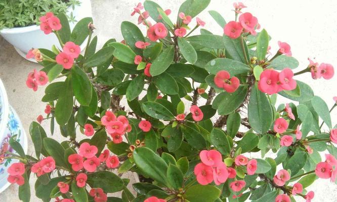 刺梅花家里养风水好吗？家养刺梅有哪些禁忌？