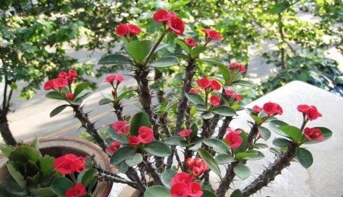 刺梅花室内养护需要注意什么？