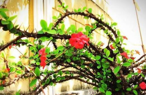刺梅花有毒吗？能在家里安全养殖吗？
