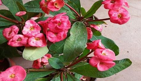 刺梅花有毒吗？能在家里安全养殖吗？